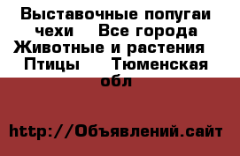 Выставочные попугаи чехи  - Все города Животные и растения » Птицы   . Тюменская обл.